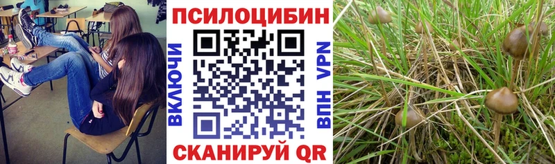 Галлюциногенные грибы Cubensis  мега как войти  Сретенск 